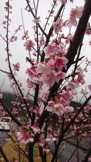 桜�A.jpg